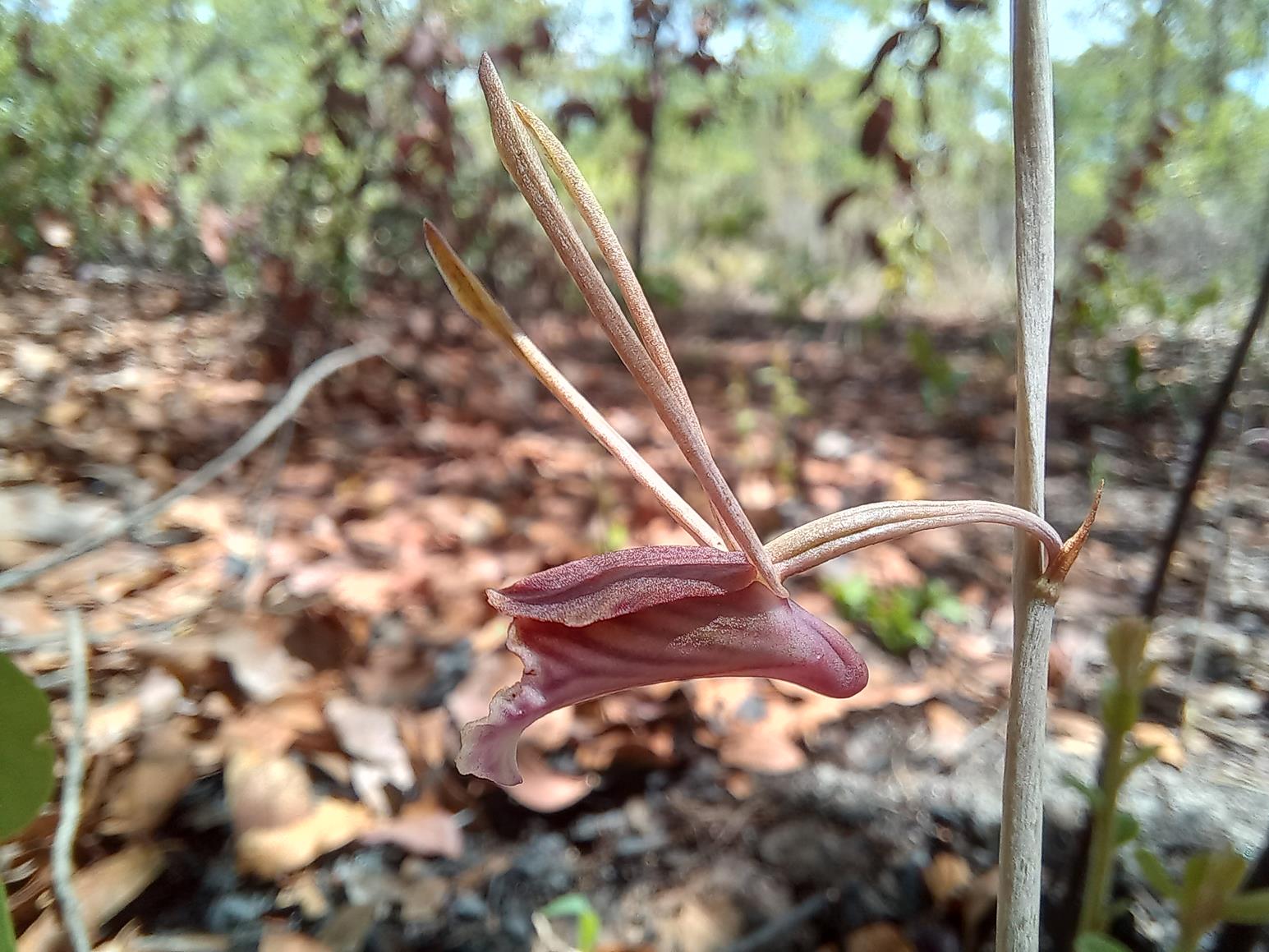 Eulophia longisepala Eulophia longisepala