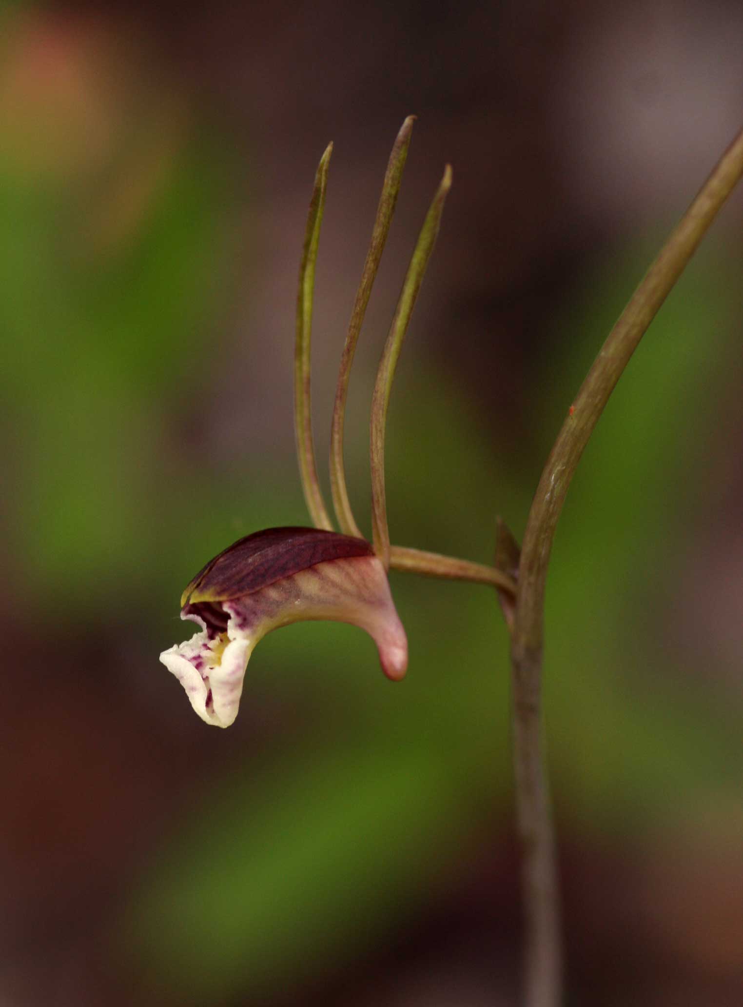 Eulophia longisepala Eulophia longisepala
