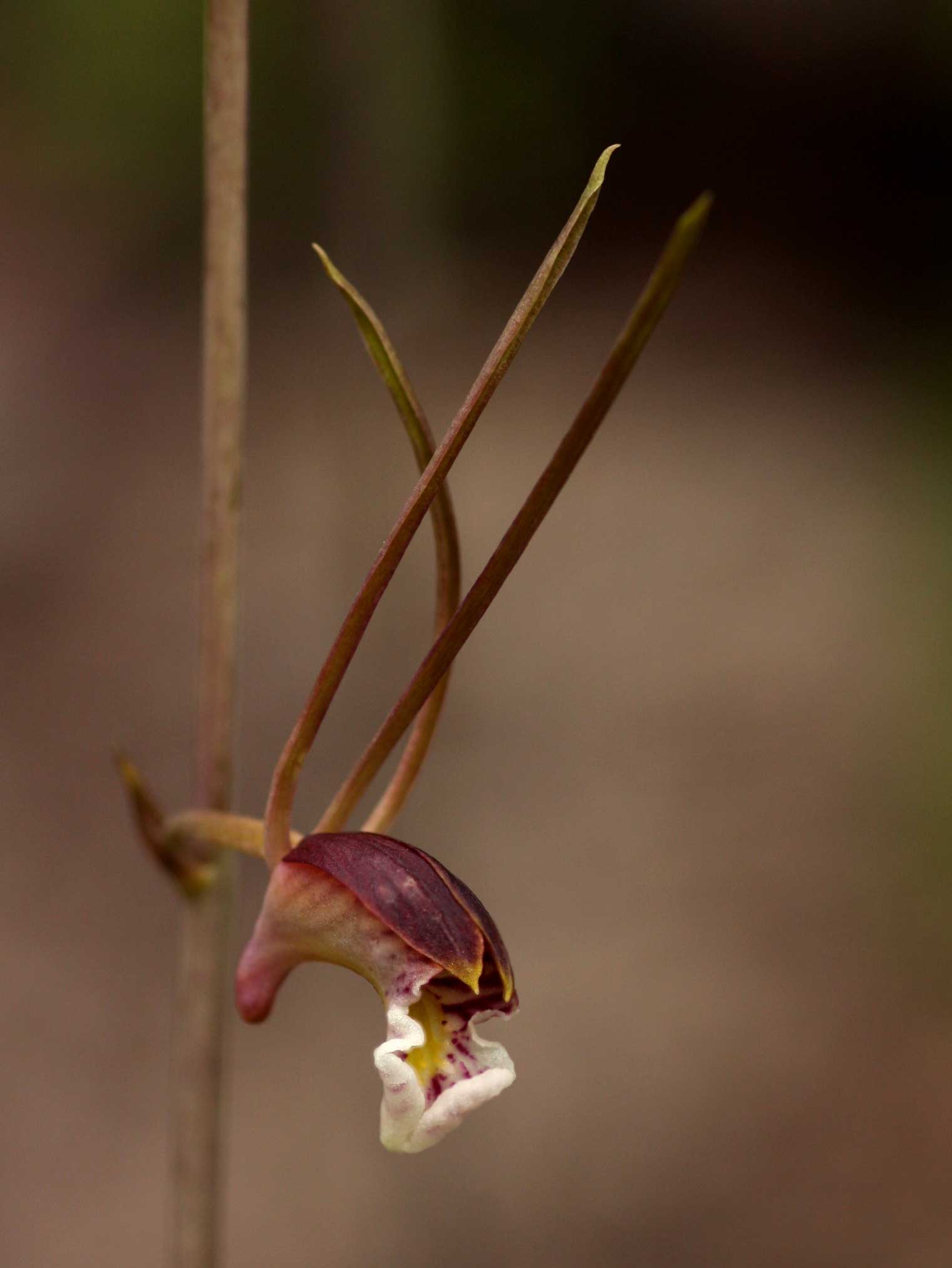 Eulophia longisepala Eulophia longisepala