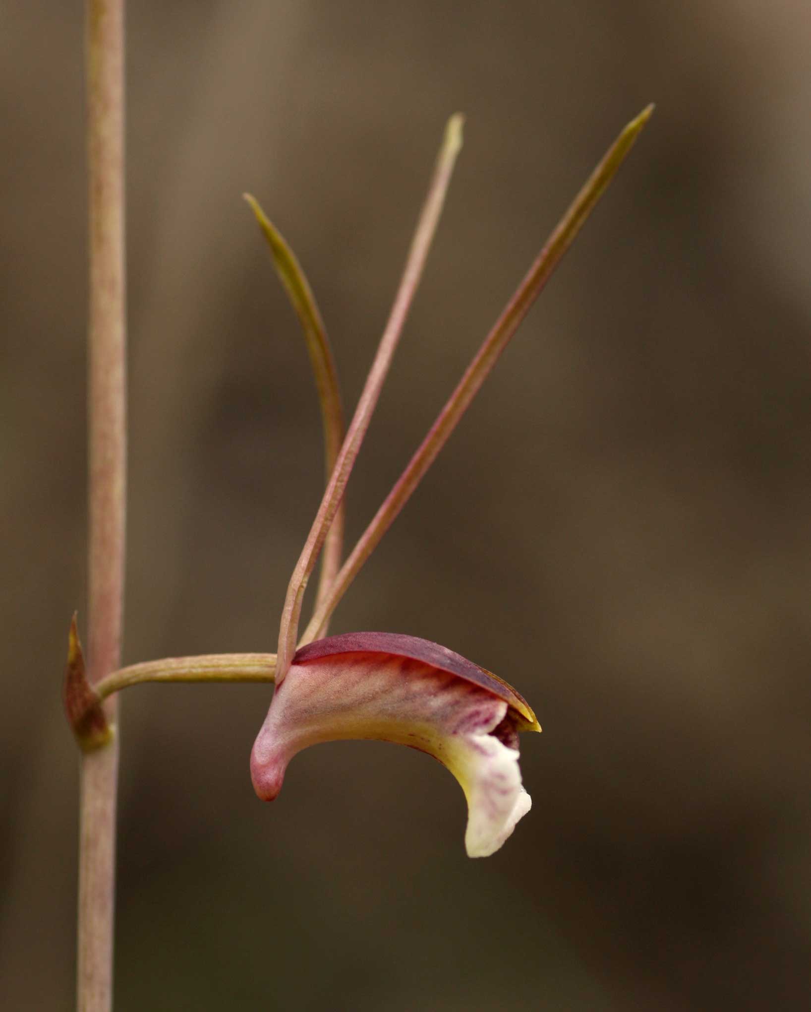Eulophia longisepala Eulophia longisepala
