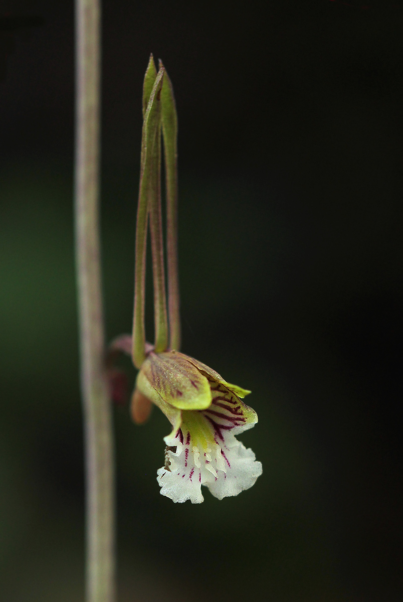 Eulophia longisepala Eulophia longisepala
