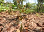 Eulophia macaulayae
