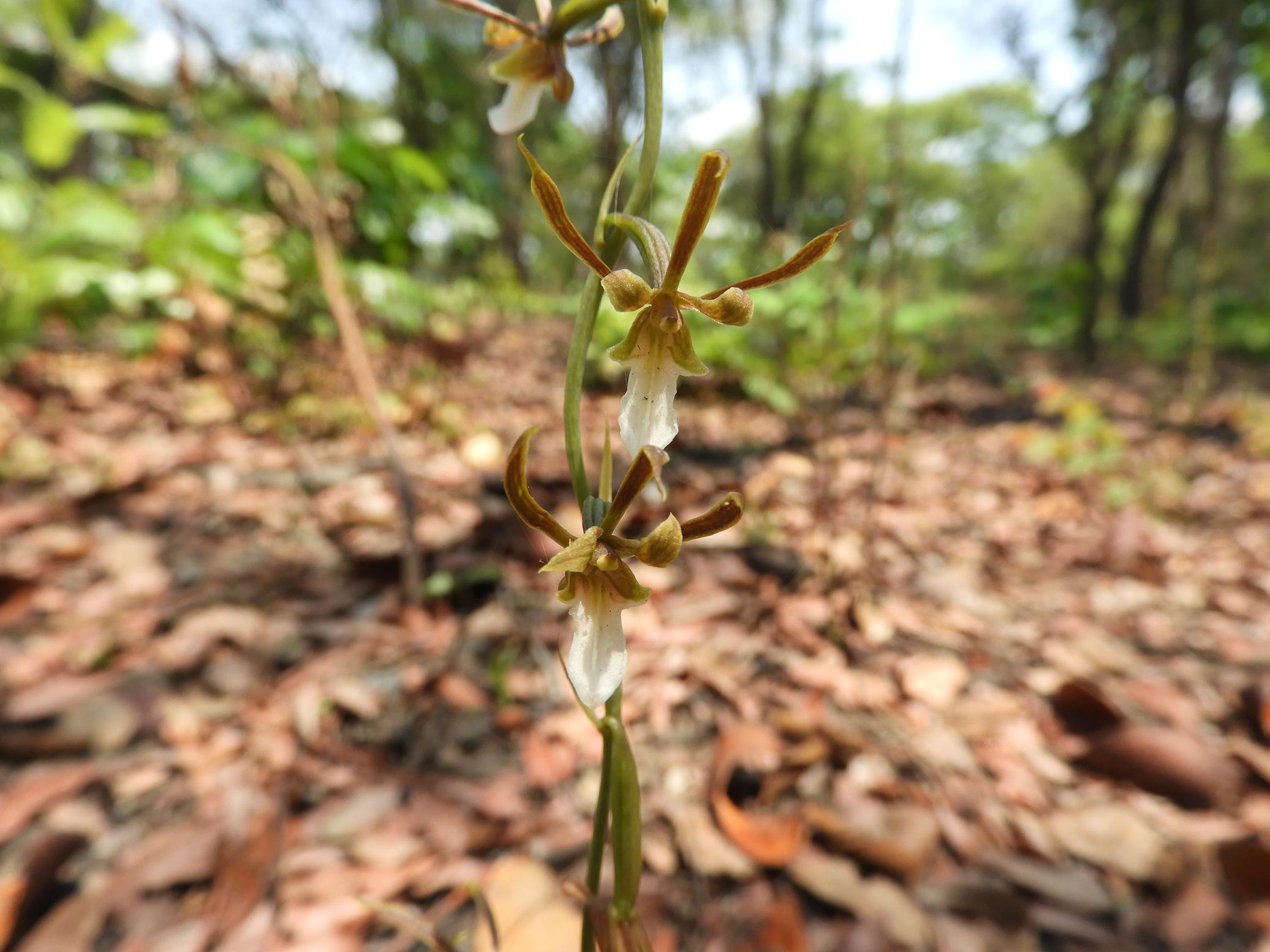 Eulophia macaulayae Eulophia macaulayae