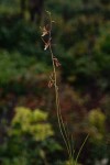 Eulophia macaulayae