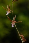 Eulophia macaulayae