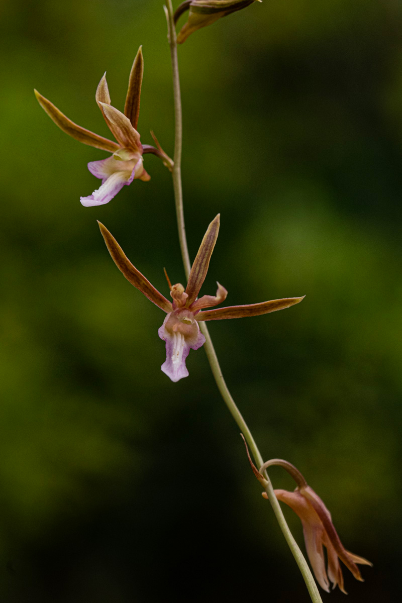 Eulophia macaulayae Eulophia macaulayae