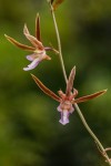 Eulophia macaulayae