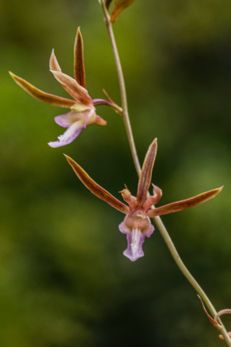 Eulophia macaulayae Eulophia macaulayae