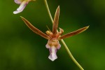 Eulophia macaulayae