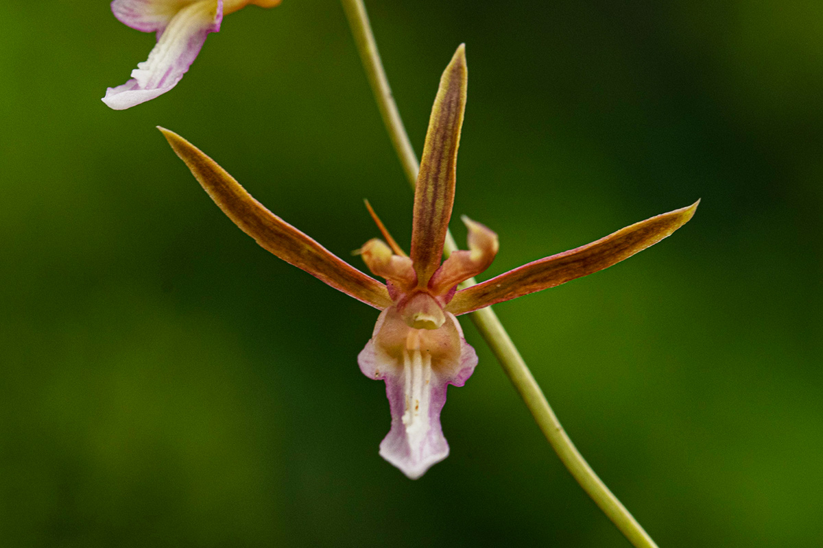 Eulophia macaulayae