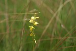 Orthochilus milnei