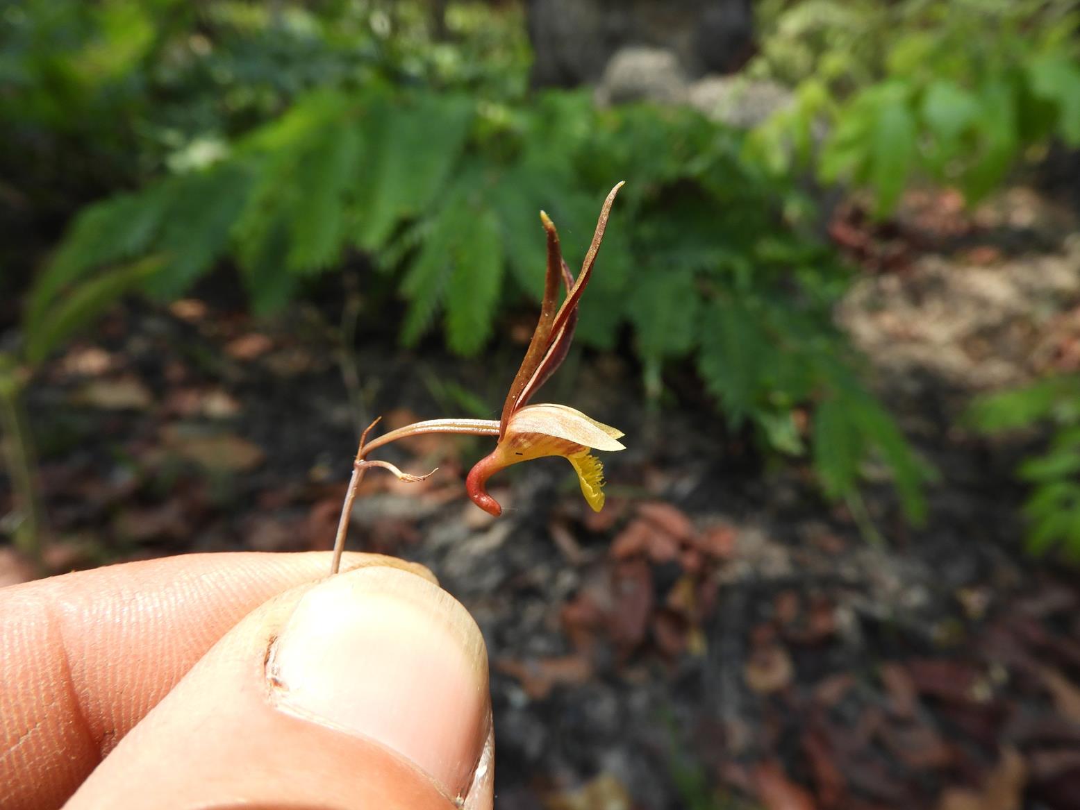 Eulophia mumbwaensis Eulophia mumbwaensis