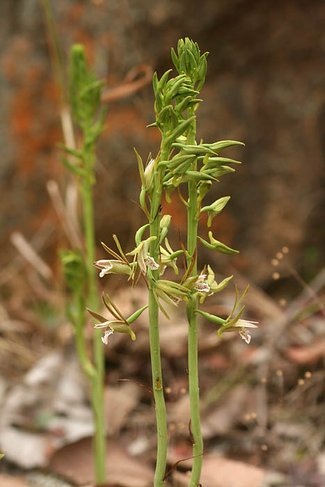 Eulophia nyasae