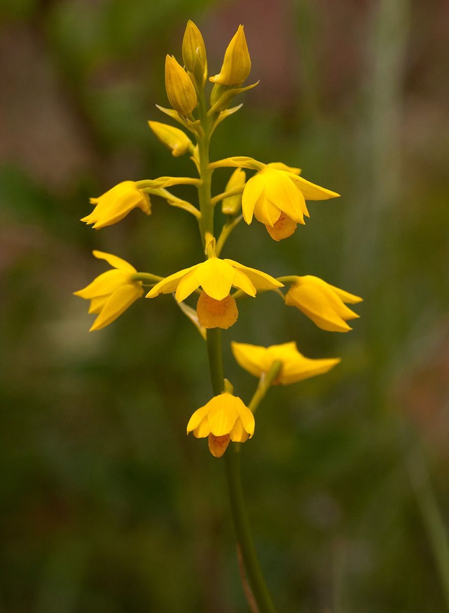 Orthochilus odontoglossus Orthochilus odontoglossus