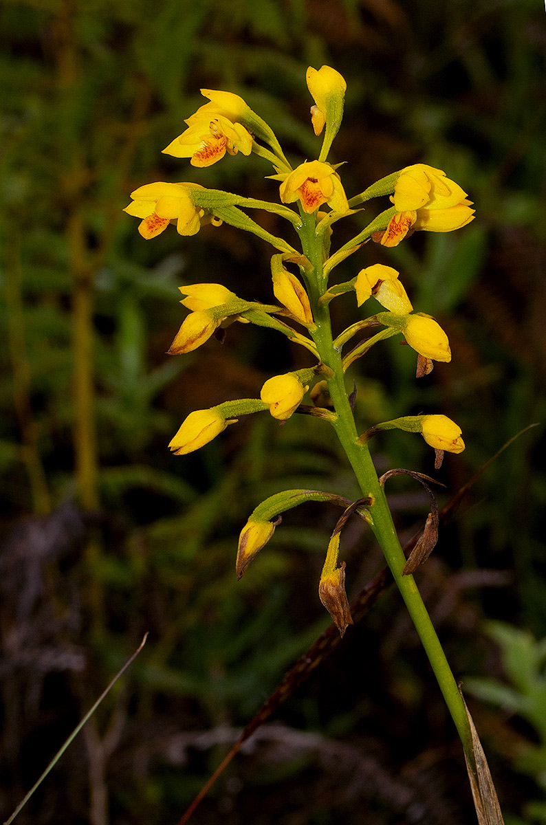 Orthochilus odontoglossus Orthochilus odontoglossus