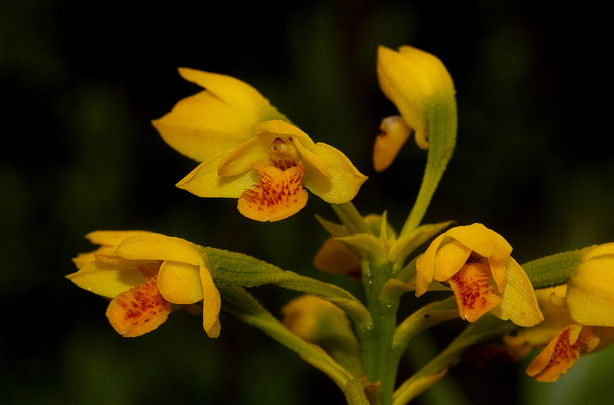 Orthochilus odontoglossus Orthochilus odontoglossus