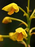 Orthochilus odontoglossus