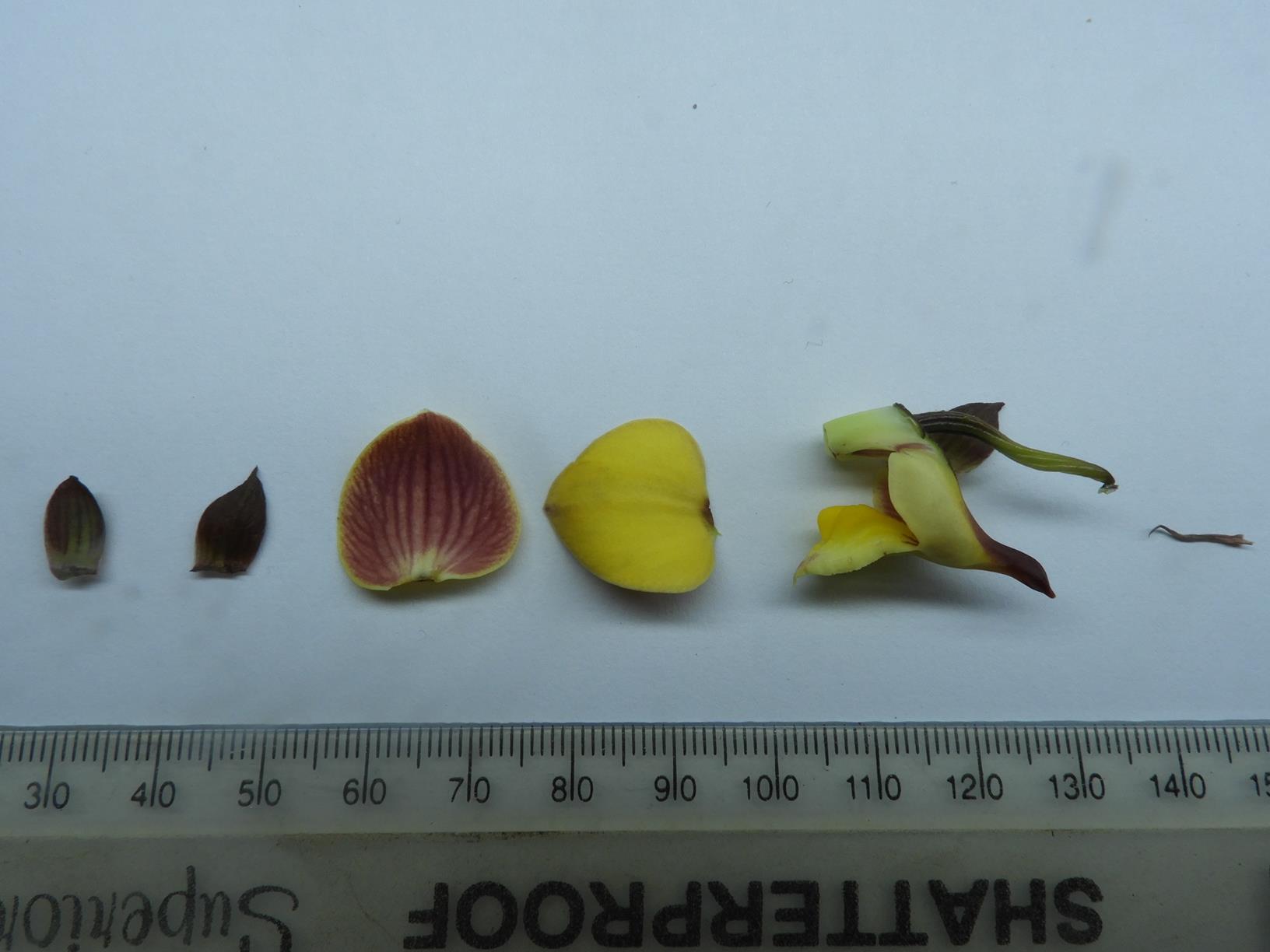 Eulophia orthoplectra Eulophia orthoplectra