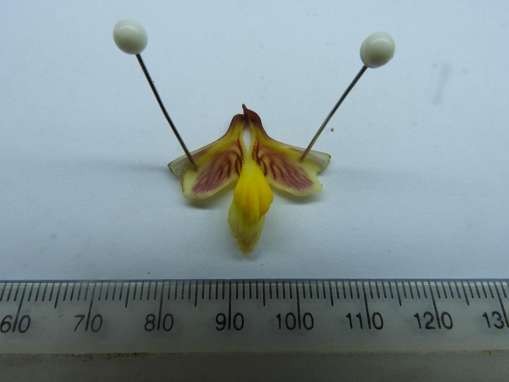 Eulophia orthoplectra Eulophia orthoplectra