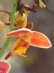 Eulophia orthoplectra