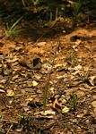 Eulophia rolfeana