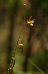 Eulophia rolfeana
