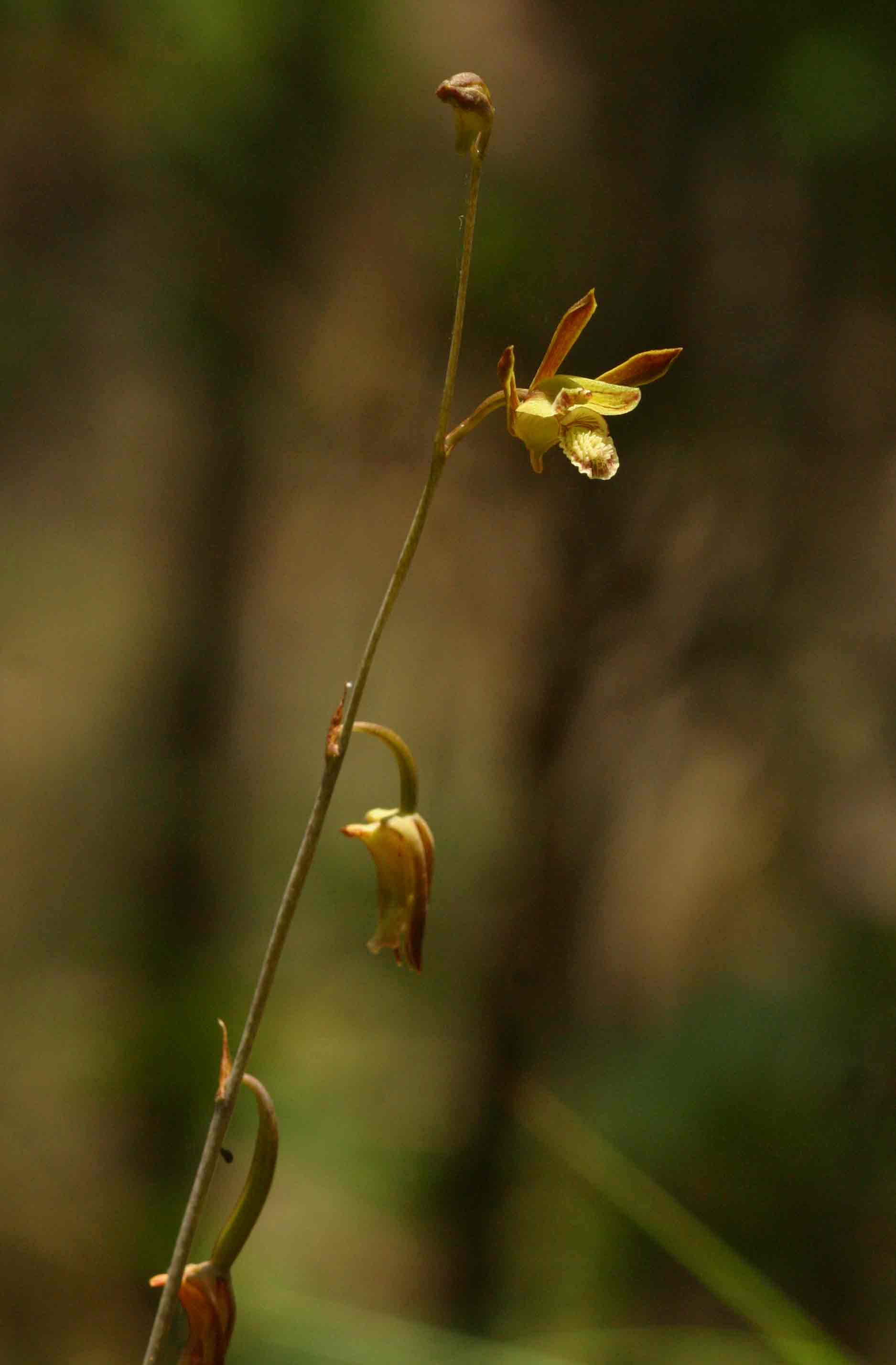 Eulophia rolfeana Eulophia rolfeana