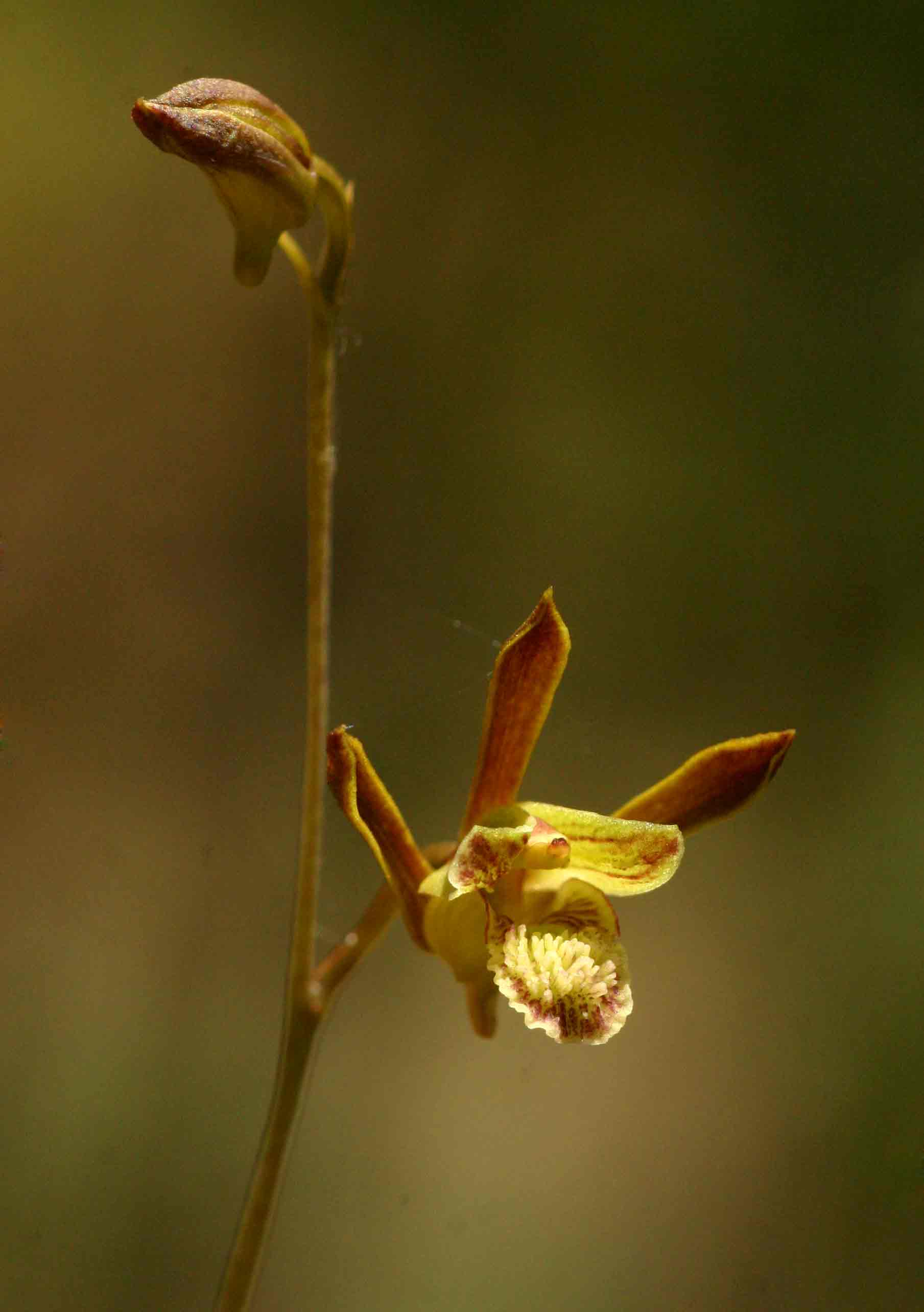 Eulophia rolfeana Eulophia rolfeana