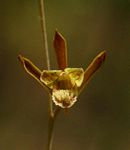 Eulophia rolfeana