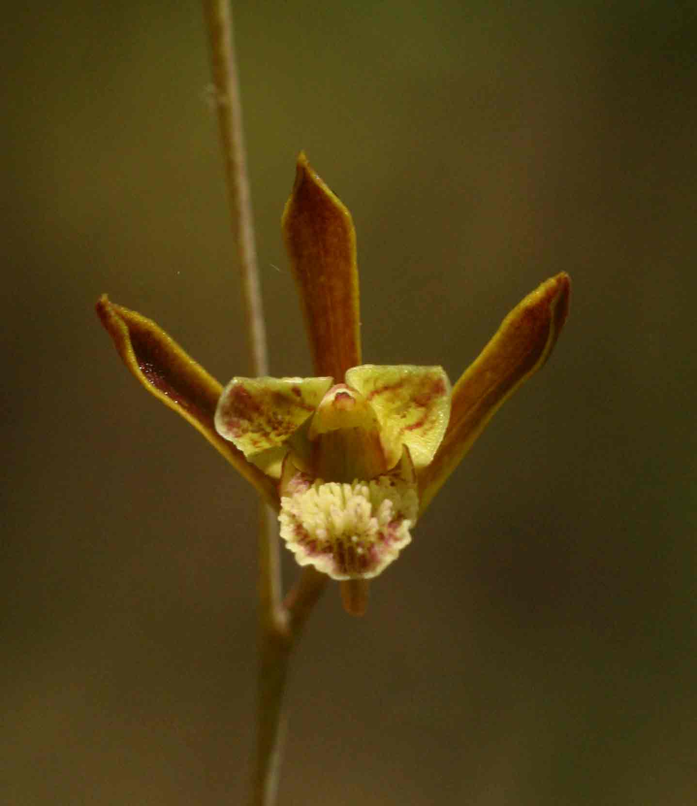 Eulophia rolfeana Eulophia rolfeana