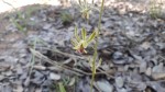 Eulophia seleensis