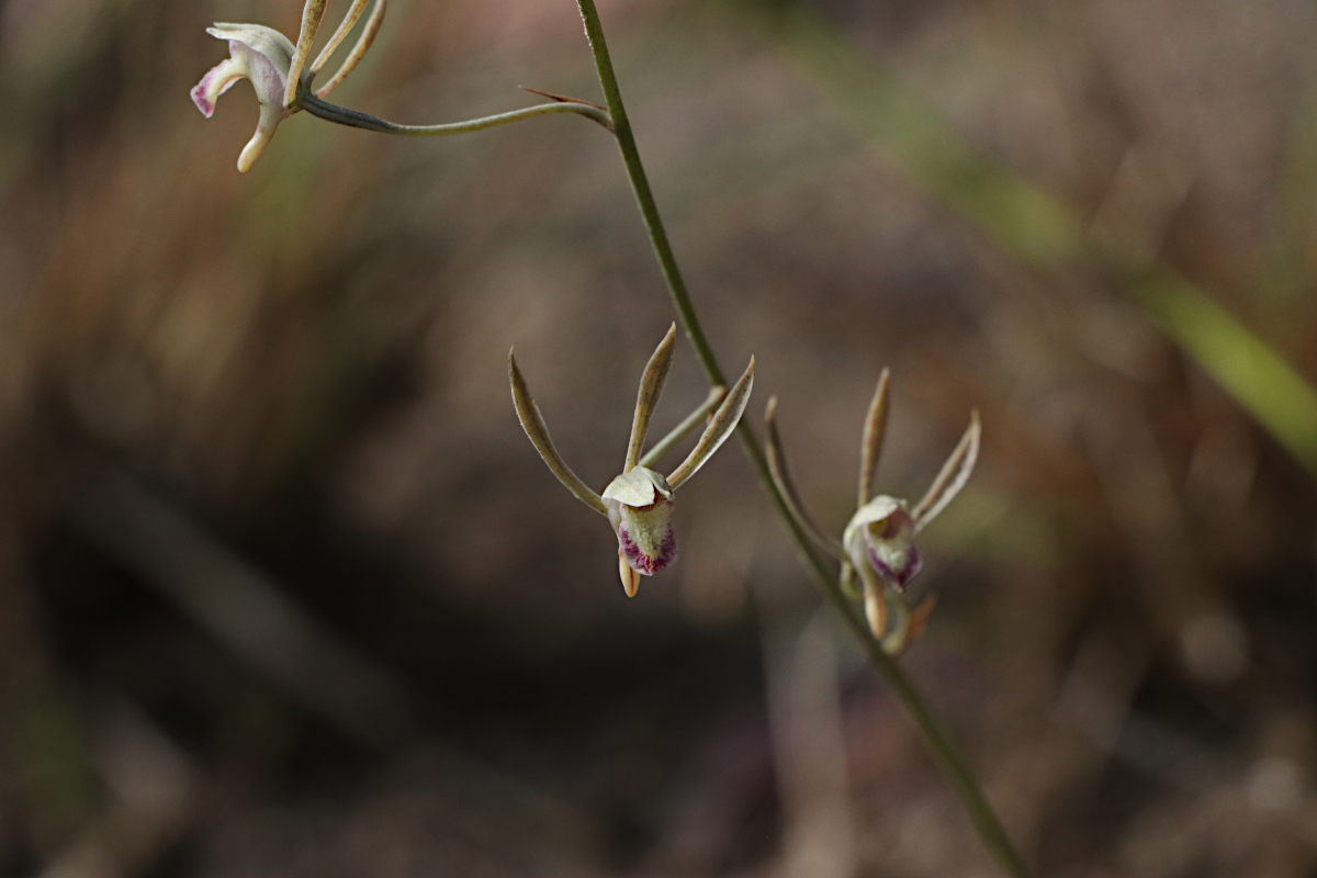 Eulophia seleensis Eulophia seleensis