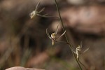 Eulophia seleensis
