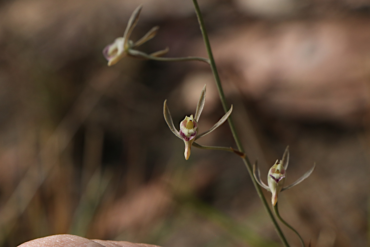 Eulophia seleensis