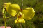 Eulophia speciosa