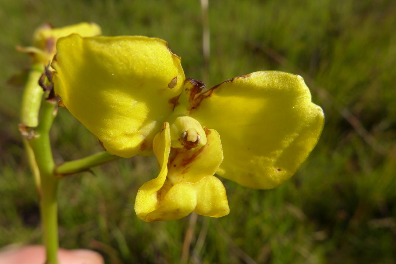 Eulophia speciosa Eulophia speciosa