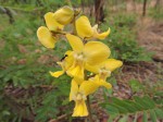 Eulophia speciosa