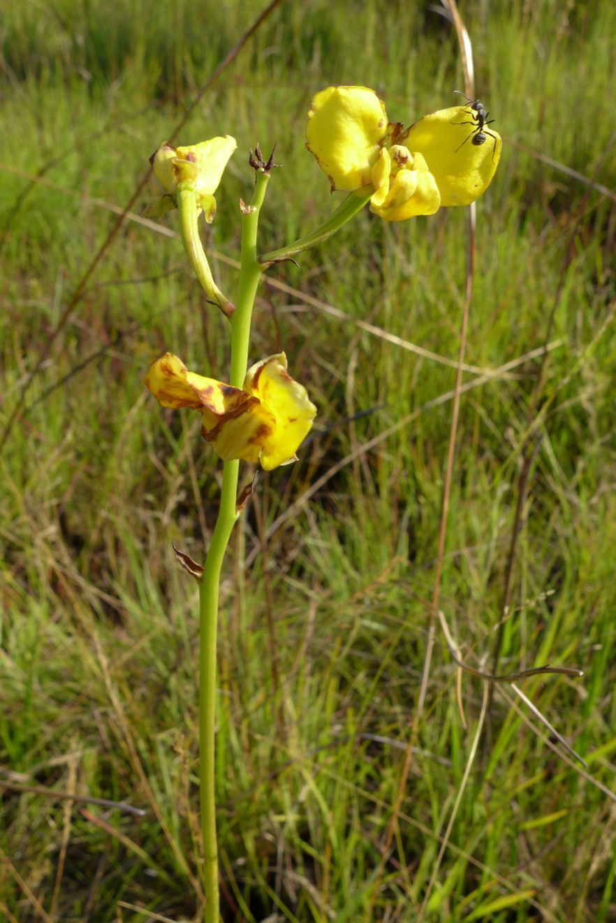 Eulophia speciosa