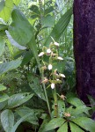 Eulophia stachyodes