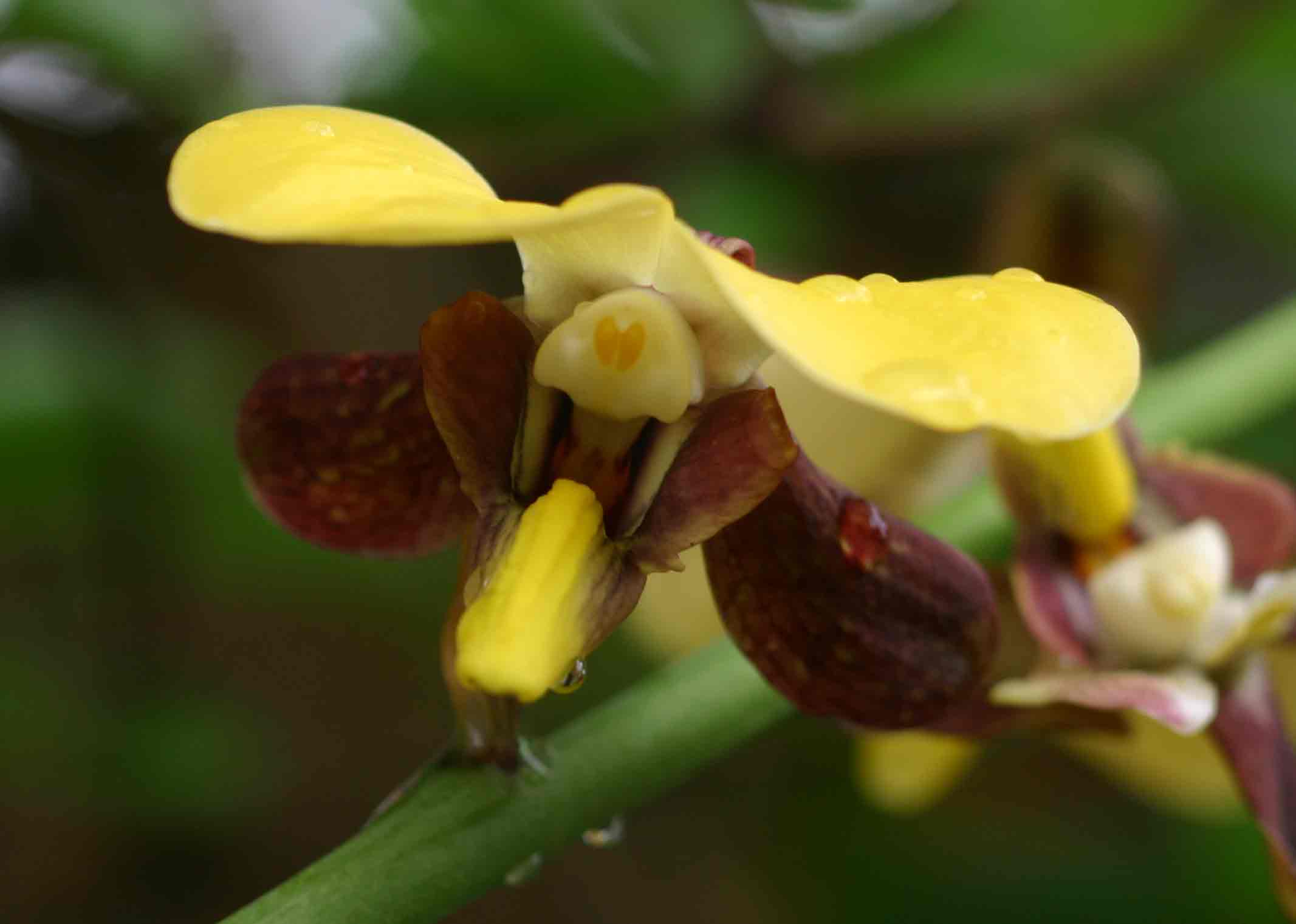 Eulophia streptopetala Eulophia streptopetala