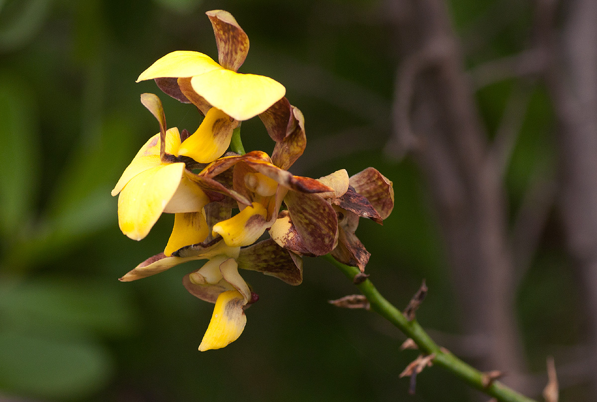 Eulophia streptopetala Eulophia streptopetala
