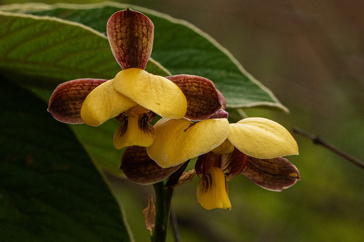 Eulophia streptopetala Eulophia streptopetala