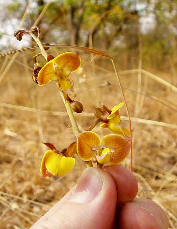 Eulophia tuberculata Eulophia tuberculata