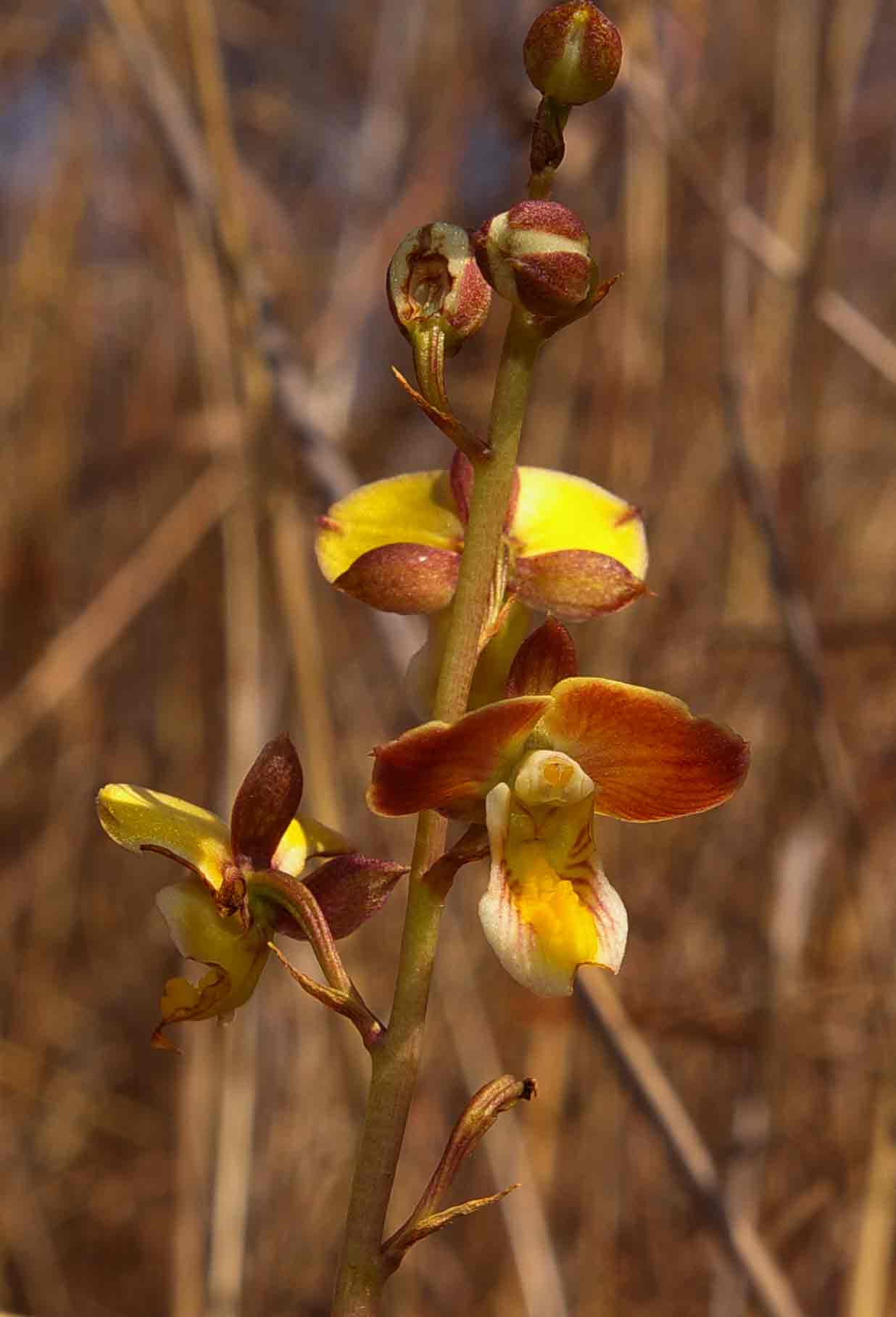 Eulophia tuberculata