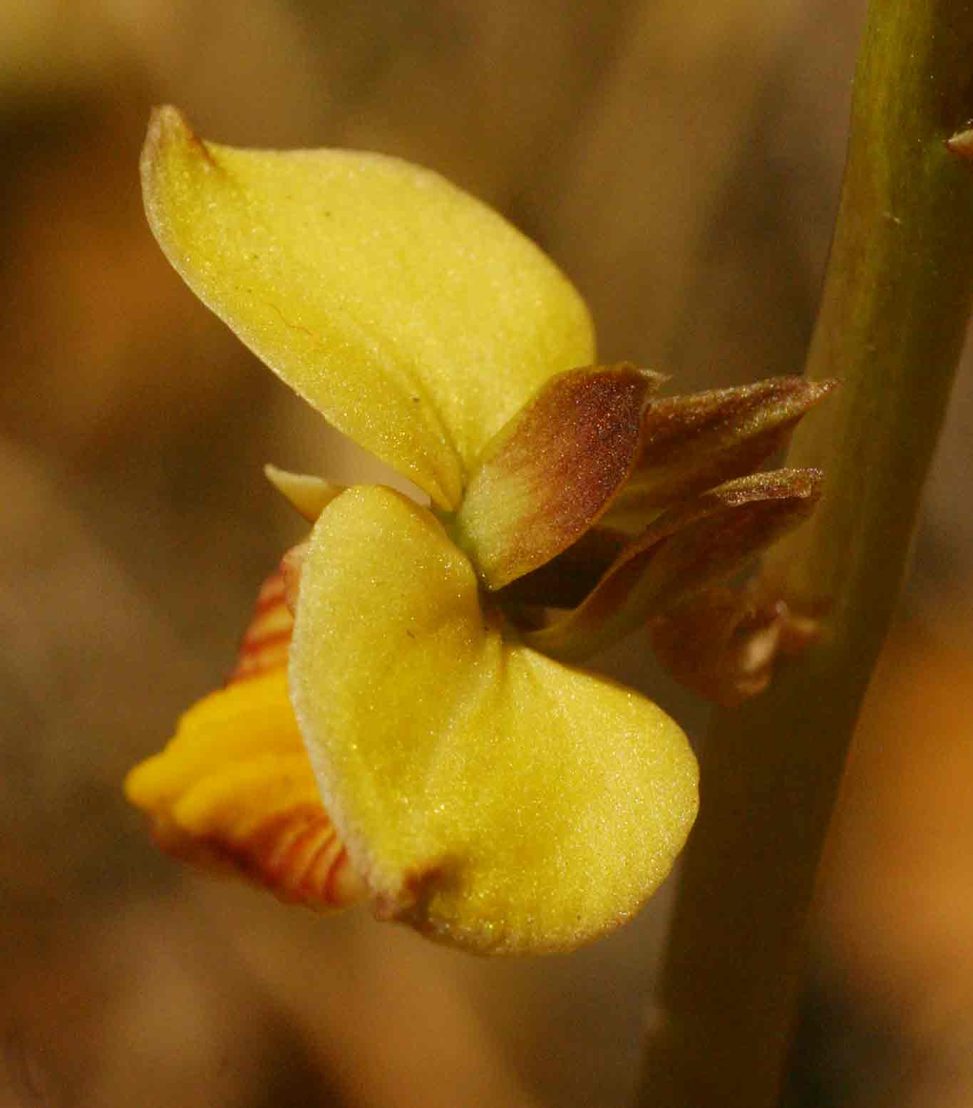 Eulophia tuberculata