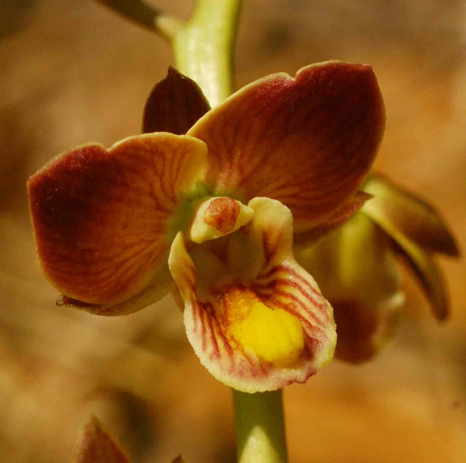 Eulophia tuberculata Eulophia tuberculata