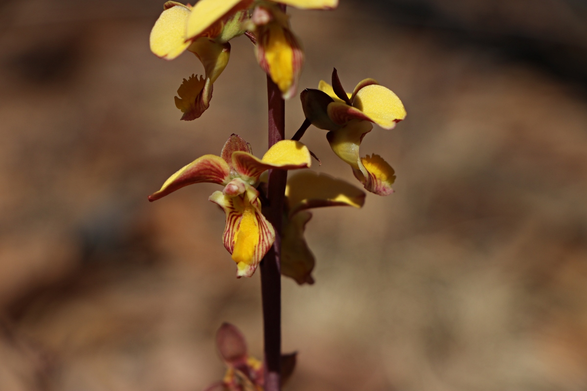 Eulophia tuberculata Eulophia tuberculata