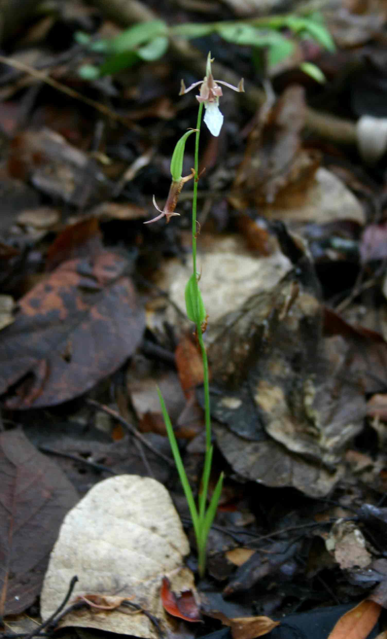 Eulophia venulosa Eulophia venulosa