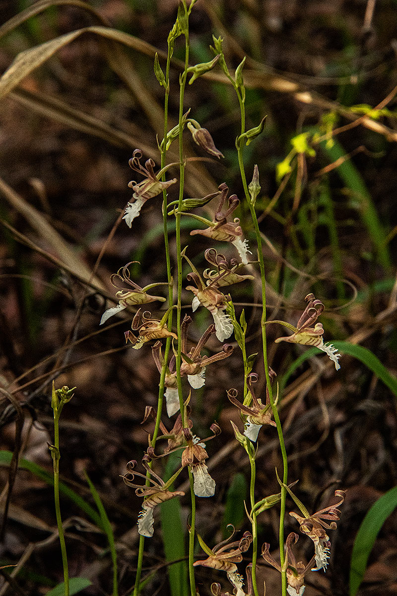 Eulophia venulosa Eulophia venulosa