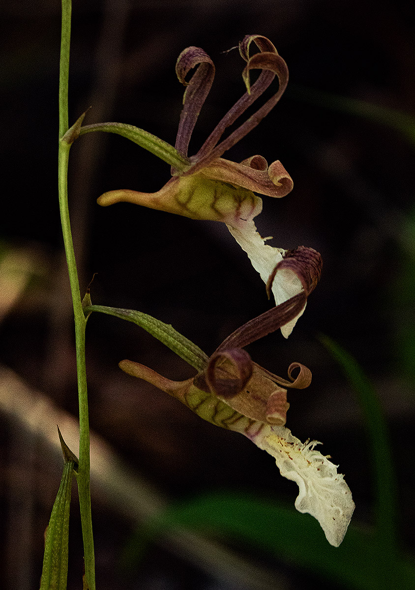 Eulophia venulosa